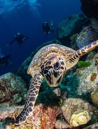 Close-up of turtle swimming in sea