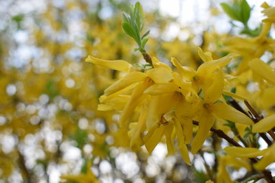 Close-up of yellow flowers