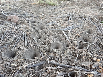 High angle view of dry plants on field