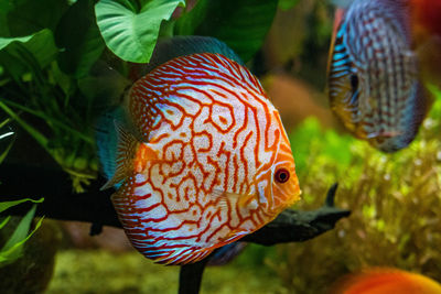 Close-up of fish swimming in sea