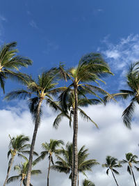 Low angle view of palm tree against sky