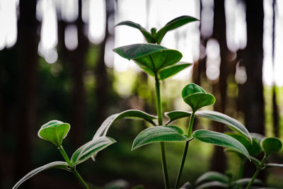 Close-up of green leaves