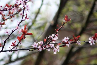 Close-up of pink cherry blossoms in spring