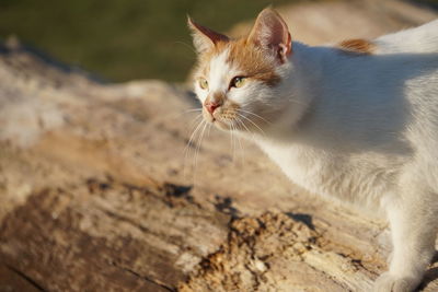 Close-up of a cat looking away