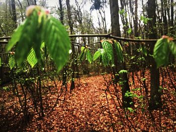 Leaves hanging on tree