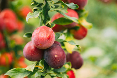 Close-up of grapes growing on tree