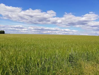 Scenic view of agricultural field against sky