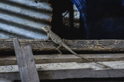 Close-up of lizard on wood