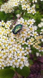 Close-up of insect on white flowering plant