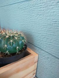 High angle view of succulent plant in pot