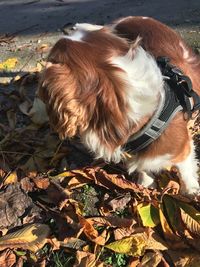 High angle view of dog