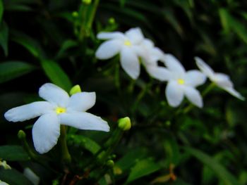 Close-up of white flowering plant