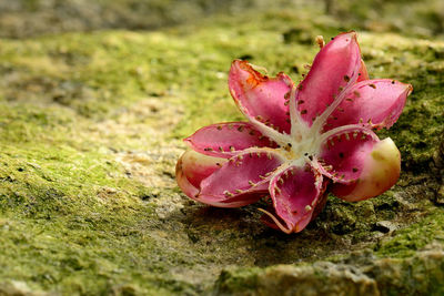 Close-up of pink flower tree on field