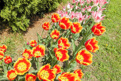High angle view of poppies blooming on field
