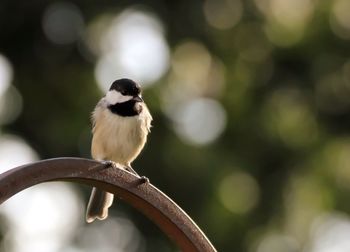 Close-up of bird perching outdoors