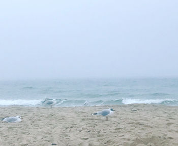 Seagulls on beach