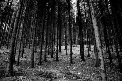 View of bamboo trees in forest