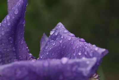 Close-up of raindrops on purple flower