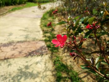 Close-up of red flowers blooming outdoors