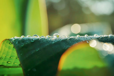 Close-up of raindrops on leaves