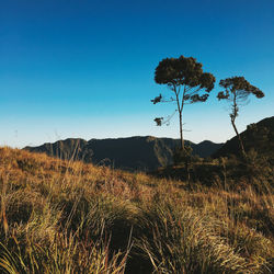 Scenic view of field against clear blue sky