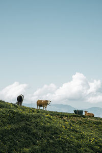 Horses grazing in the field