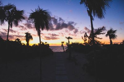 Silhouette palm trees on beach against sky at sunset