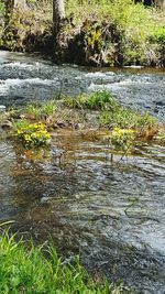 Plants growing in park