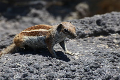 Close-up of lizard on rock