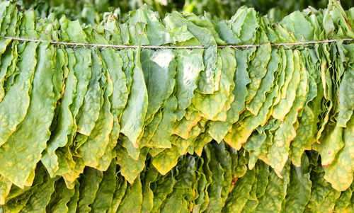 Close-up of tobacco leaves