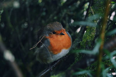 Close-up of robin perching on tree