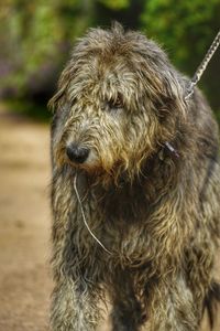 Close-up of dog outdoors