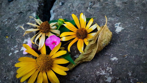 Close-up of sunflower