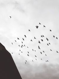 Low angle view of birds flying in sky