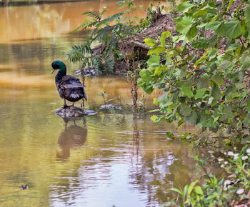 Ducks in a lake