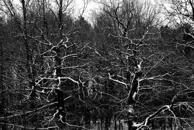 Low angle view of bare trees in forest