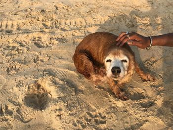 Dog lying on sand