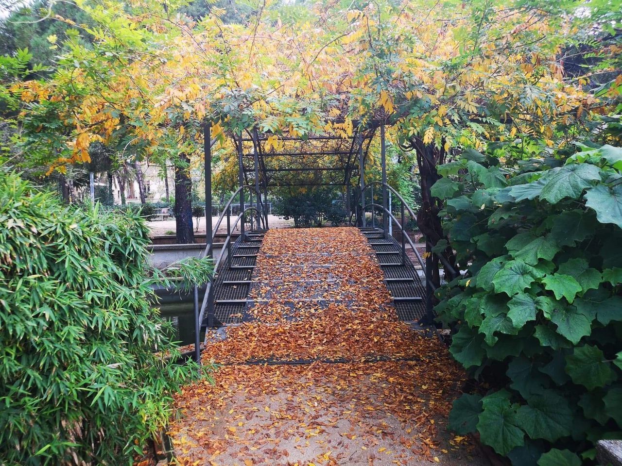 FOOTPATH AMIDST TREES IN AUTUMN