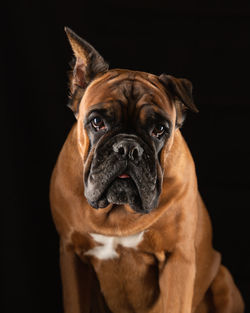 Portrait of a german boxer breed dog on a black background