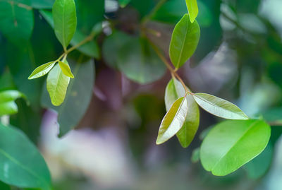 Close-up of green leaves on plant