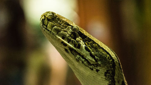 Close-up of a lizard