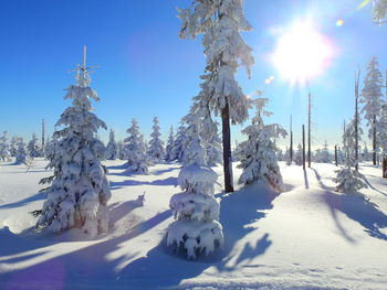 Snow covered trees on field against sky