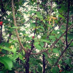 Low angle view of trees