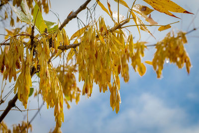 Low angle view of yellow leaves against sky