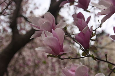 Close-up of pink cherry blossom