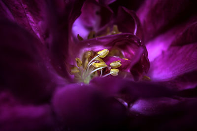 Close-up of purple flower blooming outdoors