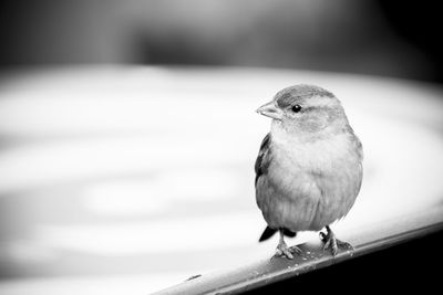 Close-up of bird perching on railing