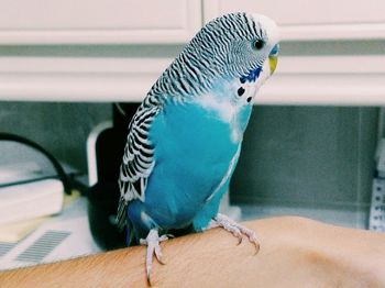 Close-up of parrot perching