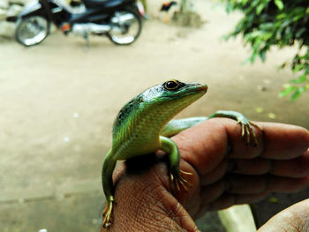 Cropped image of hand with lizard