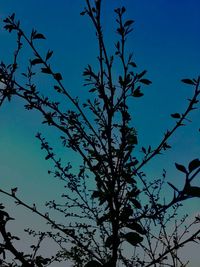 Low angle view of silhouette tree against blue sky